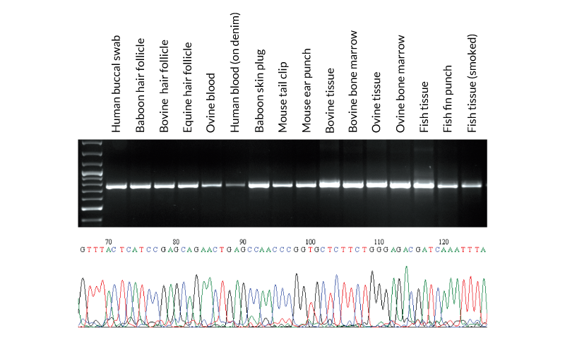 PCR-Express-Extract_Fig1_Final